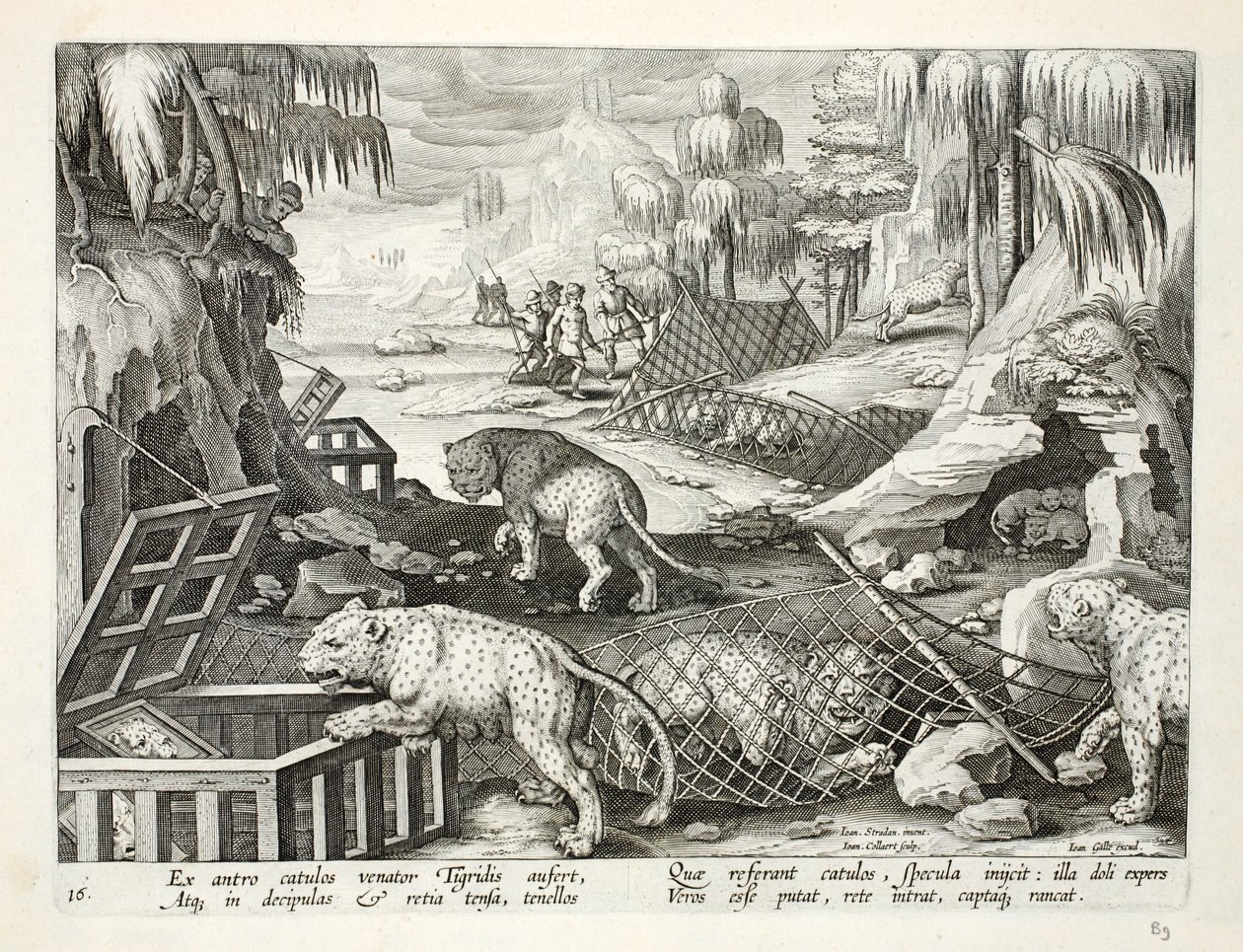 Capture de léopards à l