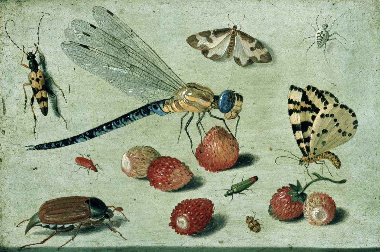Une libellule, deux papillons de nuit, une araignée et quelques coléoptères, avec des fraises sauvages, 17e siècle - Jan van Kessel the Elder