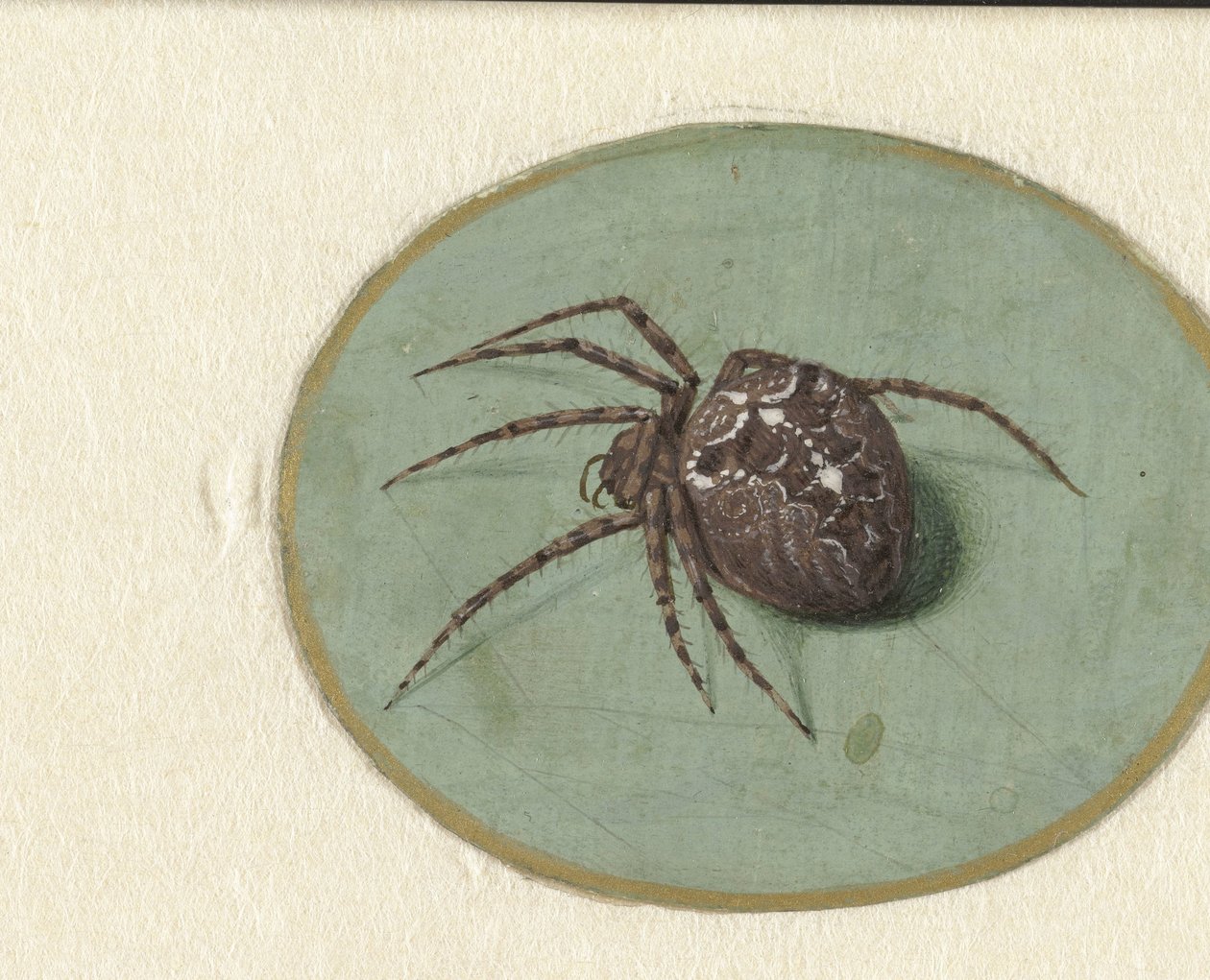Araignée - Jan Augustin van der Goes
