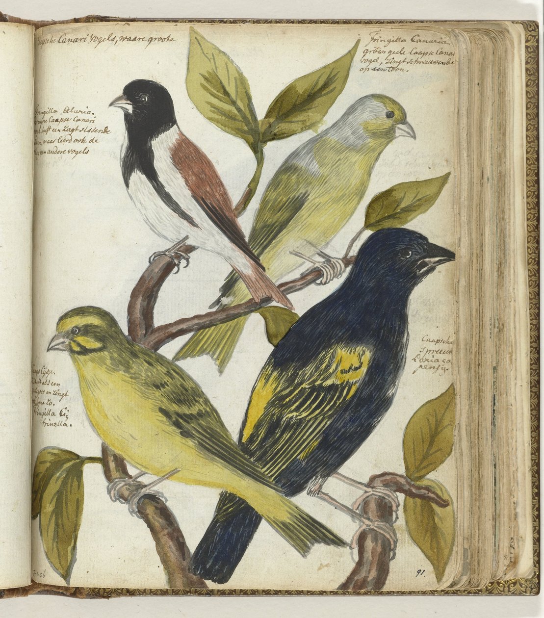 Oiseaux du Cap - Jan Brandes