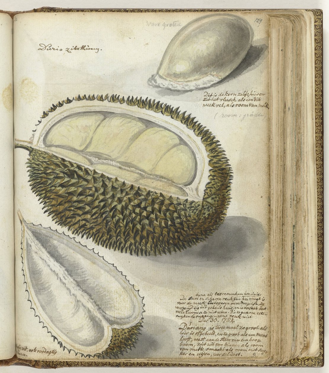 Durian - Jan Brandes