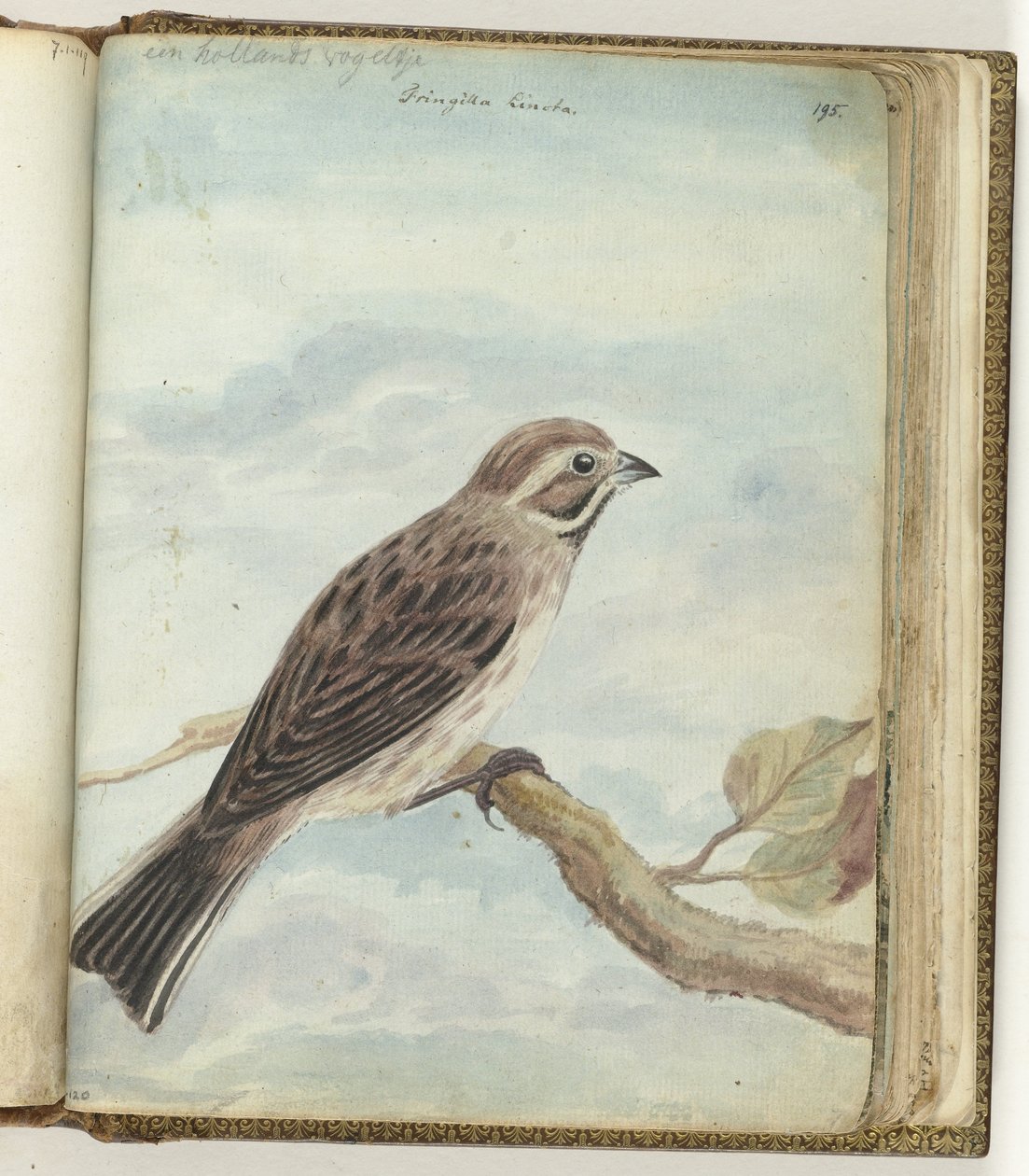 Oiseau hollandais - Jan Brandes