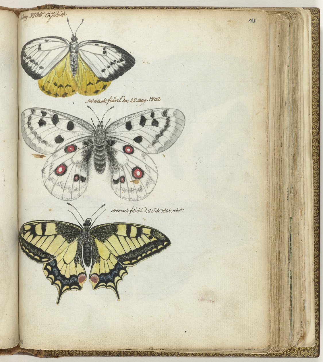Papillon indien et papillons suédois - Jan Brandes