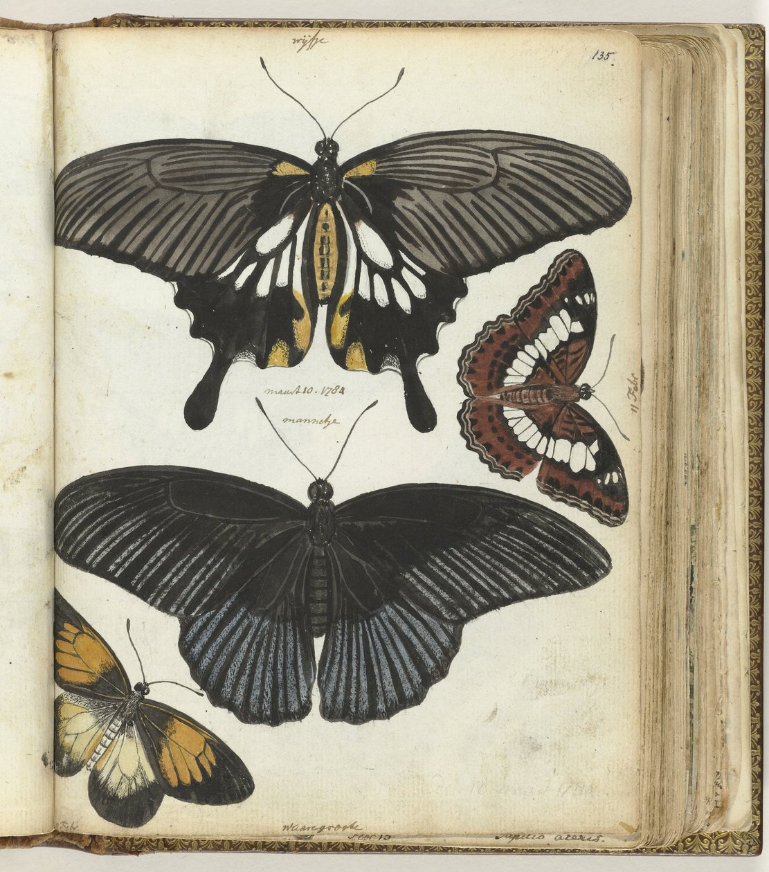 Papillons des Indes - Jan Brandes
