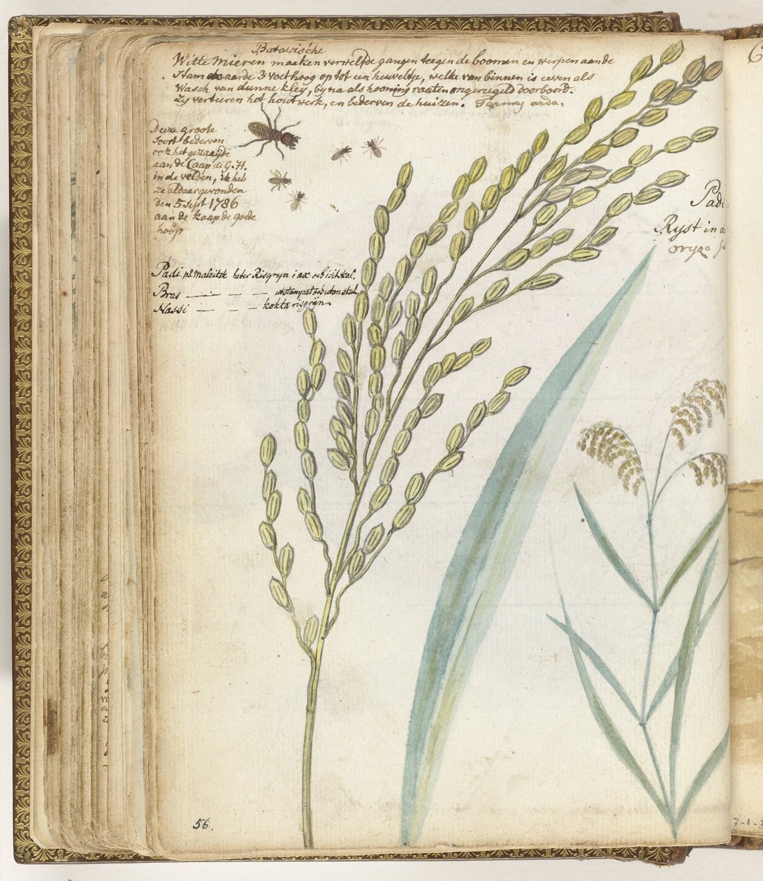Fourmis et riz - Jan Brandes