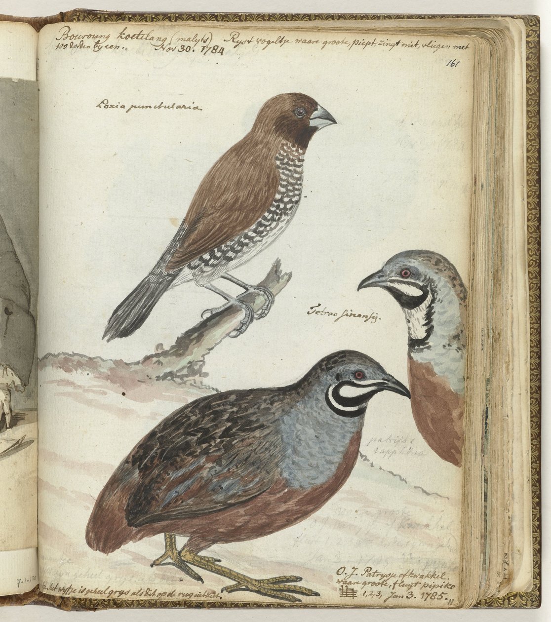 Oiseau de riz et cailles des Indes orientales - Jan Brandes