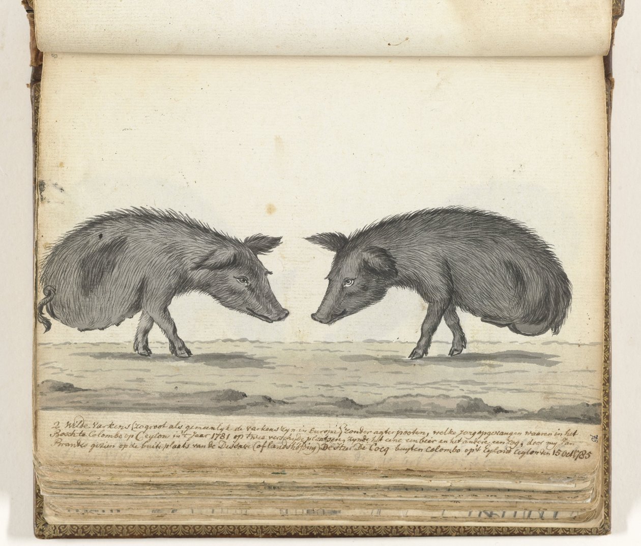 Cochons sans pattes arrière - Jan Brandes