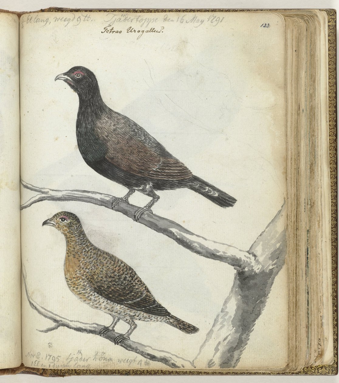 Oiseaux suédois - Jan Brandes