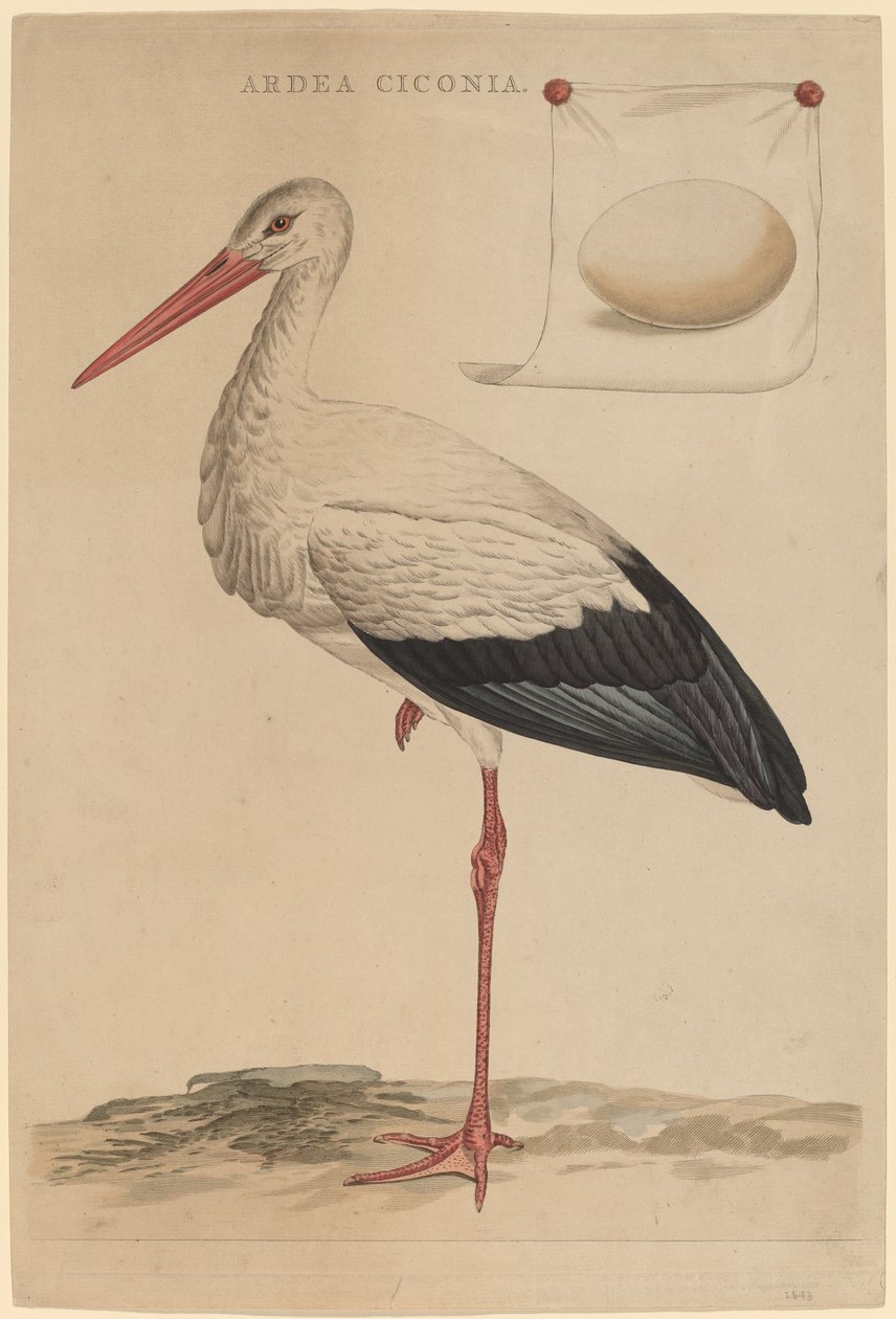La Cigogne Blanche - Jan Christiaan Sepp