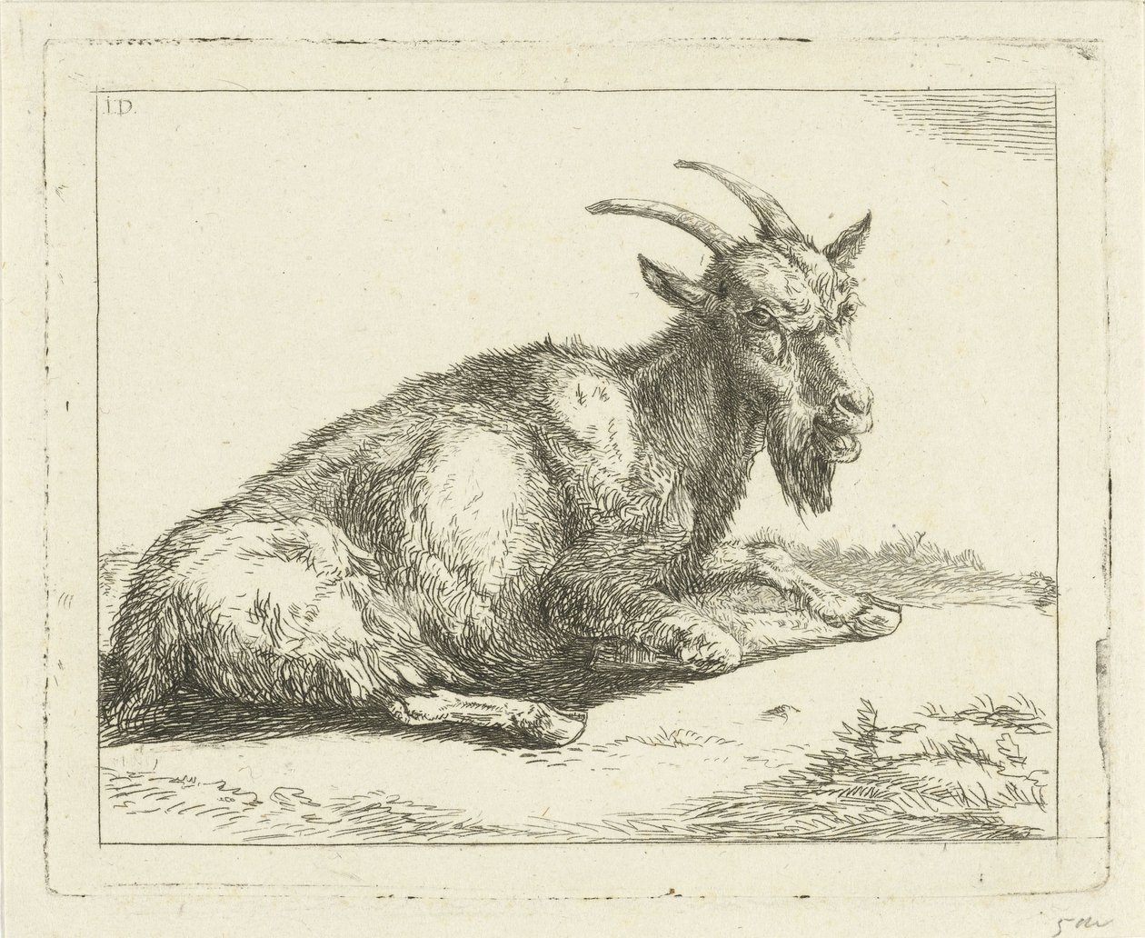 Chèvre - Jan Dasveldt