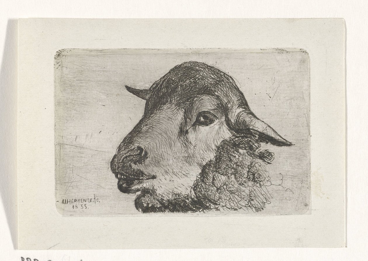 Tête de mouton - Jan Heppener