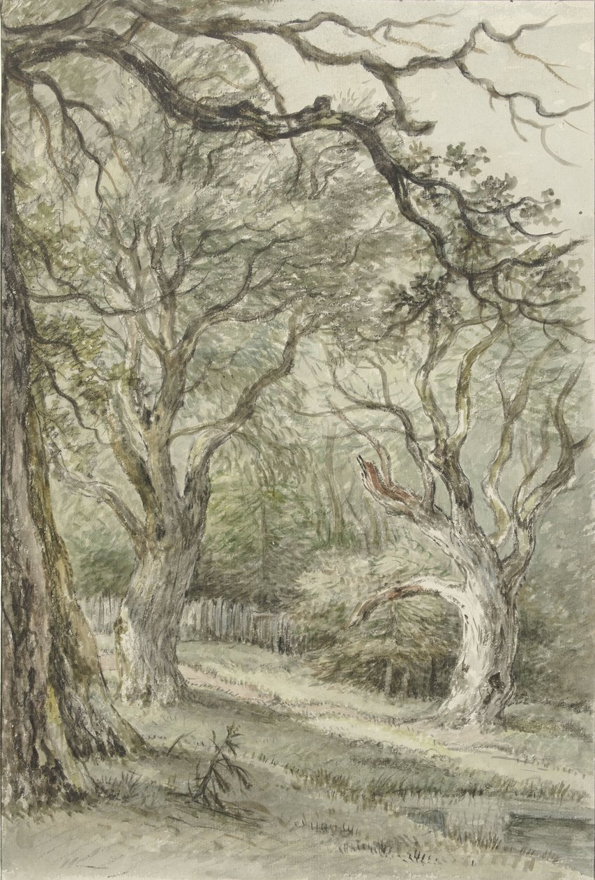 Vue de forêt - Jan Hulswit