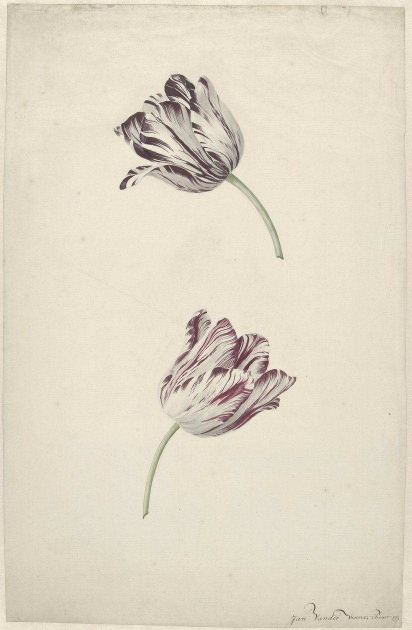 Deux tulipes rouges et blanches - Jan Jansz. van der Vinne