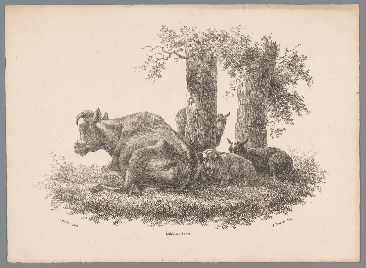 Une vache et trois moutons - Jan Kobell (III)