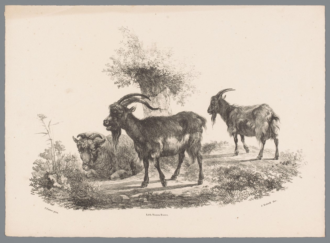 Deux chèvres et un mouton près d