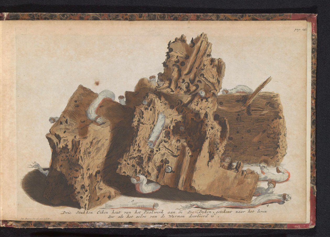 Parties de pieux endommagées par des tarets, 1731 - Jan Ruyter