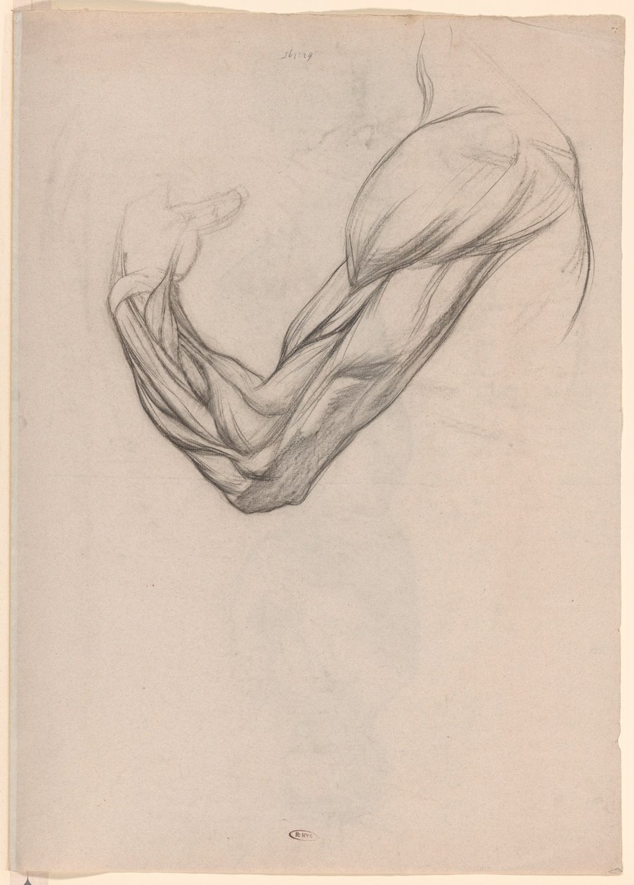 Étude anatomique des muscles d
