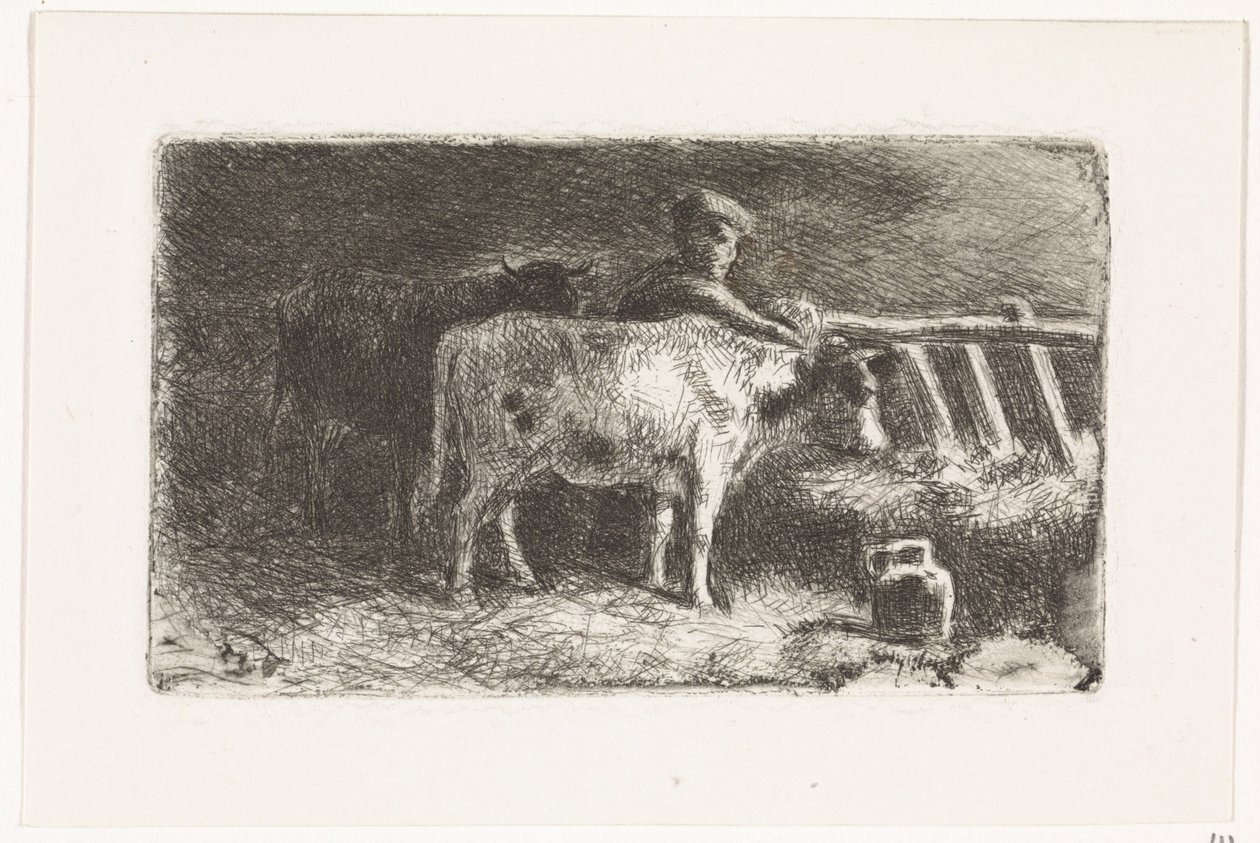 Paysans entre deux vaches près d
