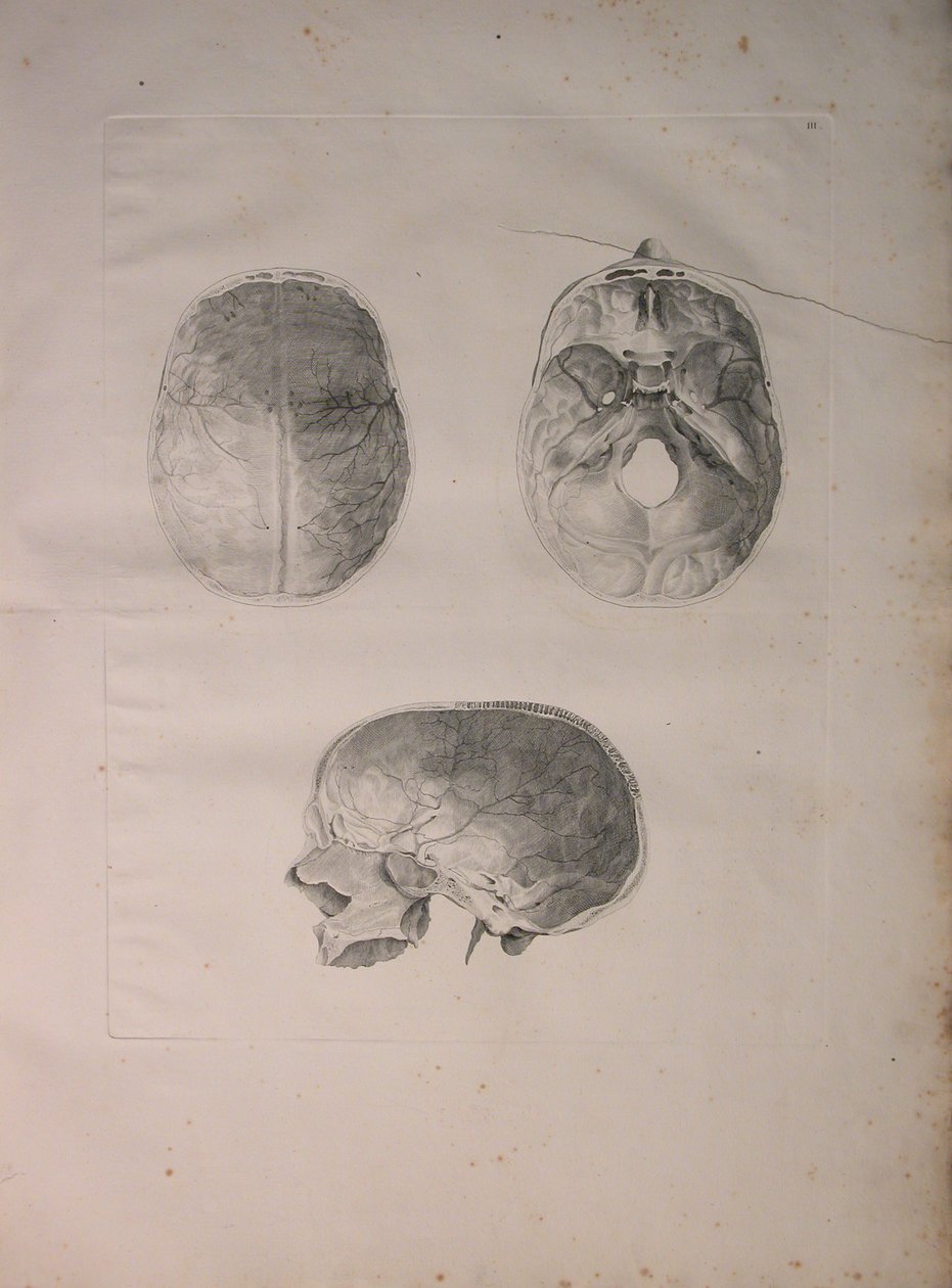 Albinus II, Pl. III, Os crânien, illustration de 