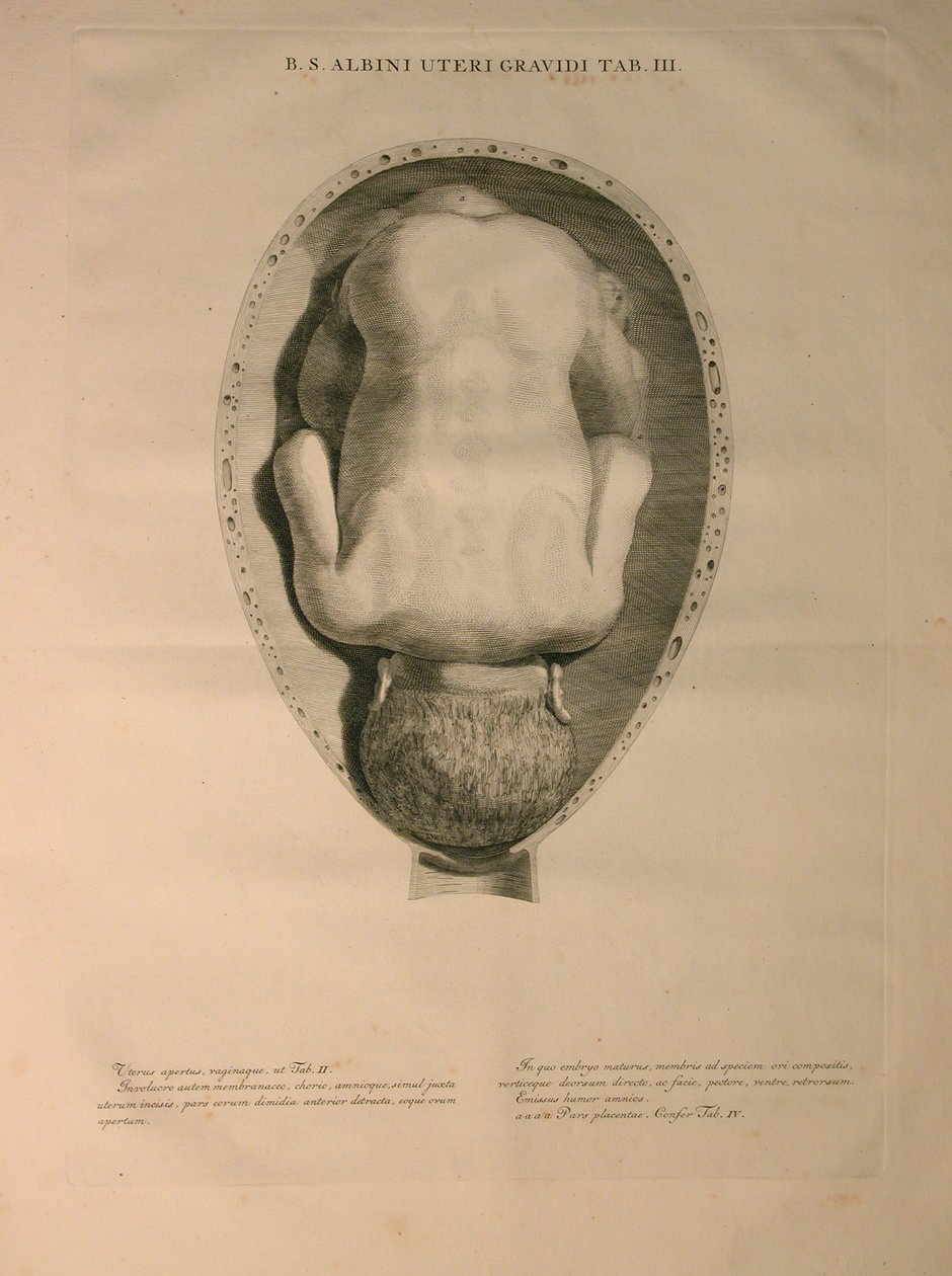 Albinus, Utérus, Pl. III, illustration de 