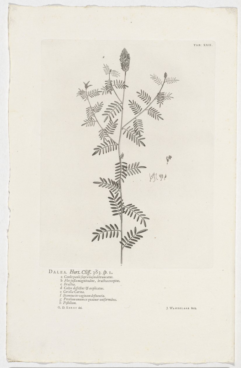 Dalea alopecuroides - Jan Wandelaar