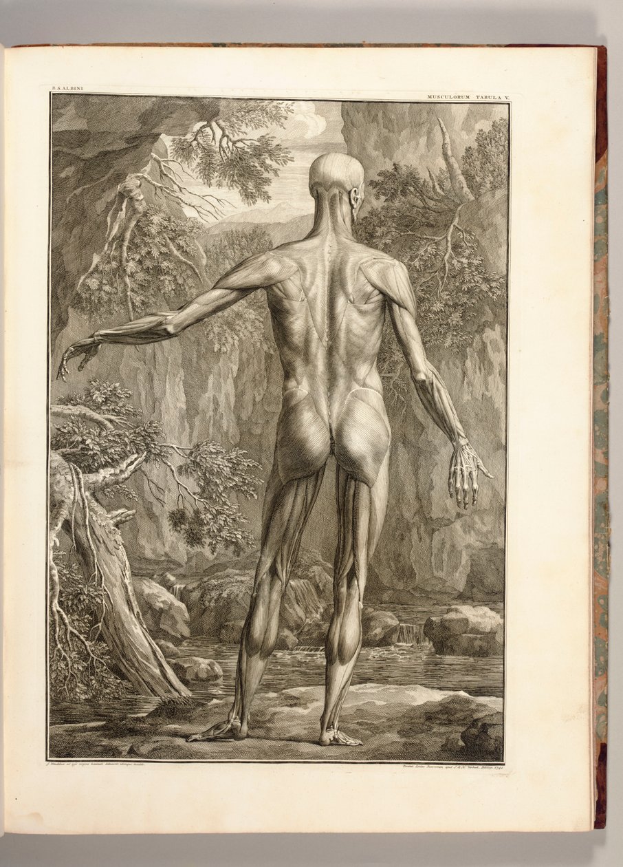 Gravure représentant les groupes musculaires du dos, 1747 - Jan Wandelaar
