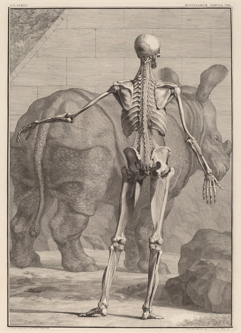Musculorum Tabula VIII - Jan Wandelaar