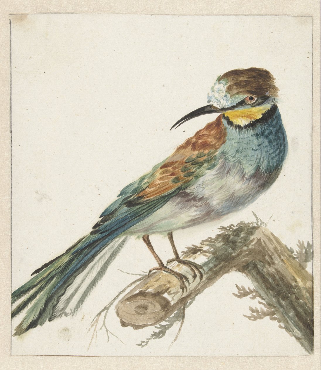 Guêpier (Merops apiaster) - Jan Baptist Weenix