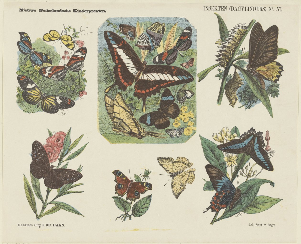Insectes (papillons de jour) - Jan de Haan