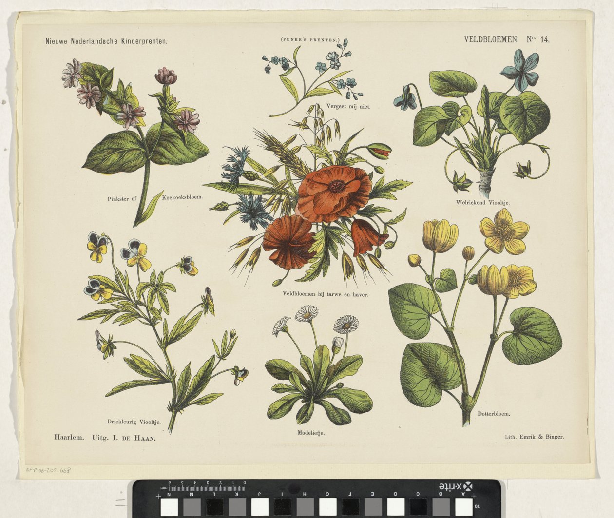 Fleurs des champs - Jan de Haan