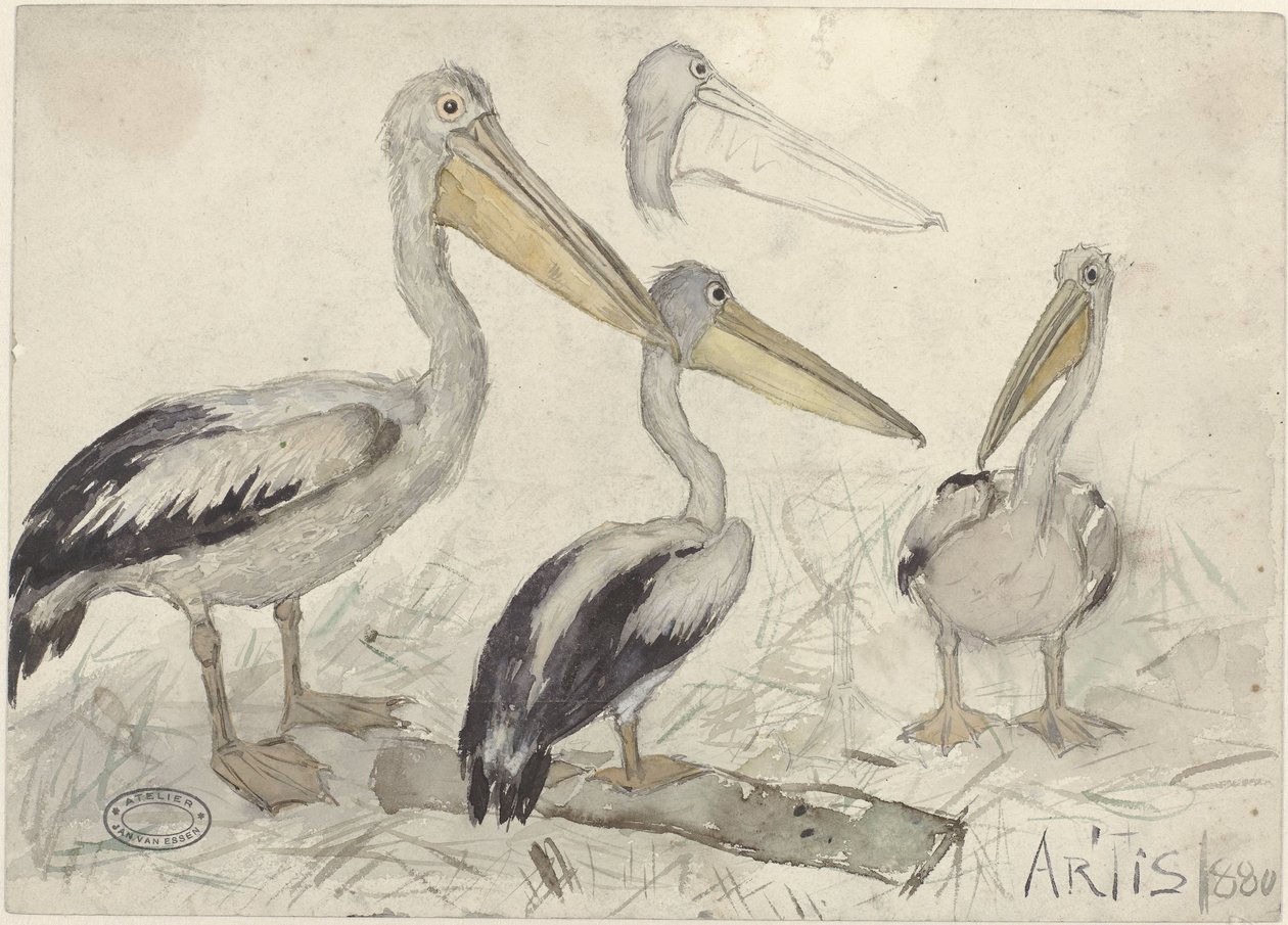 Pélicans au zoo d