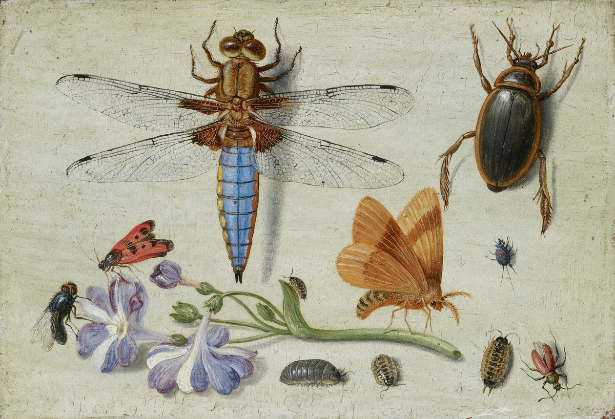 Un hanneton, coléoptère, cloportes et autres insectes, avec une branche d