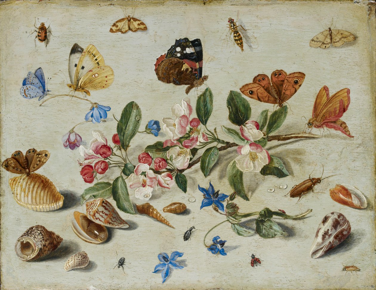 Fleurs et insectes, fin des années 1650 ou début des années 1660 - Jan van Kessel