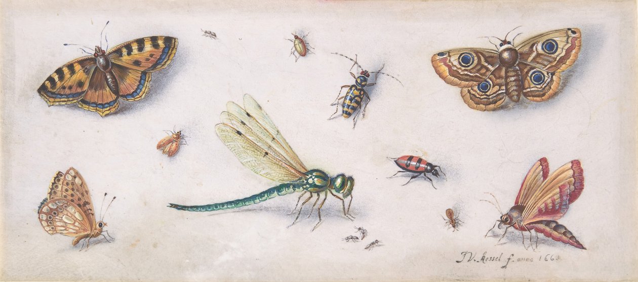 Insectes, papillons et une libellule - Jan van Kessel