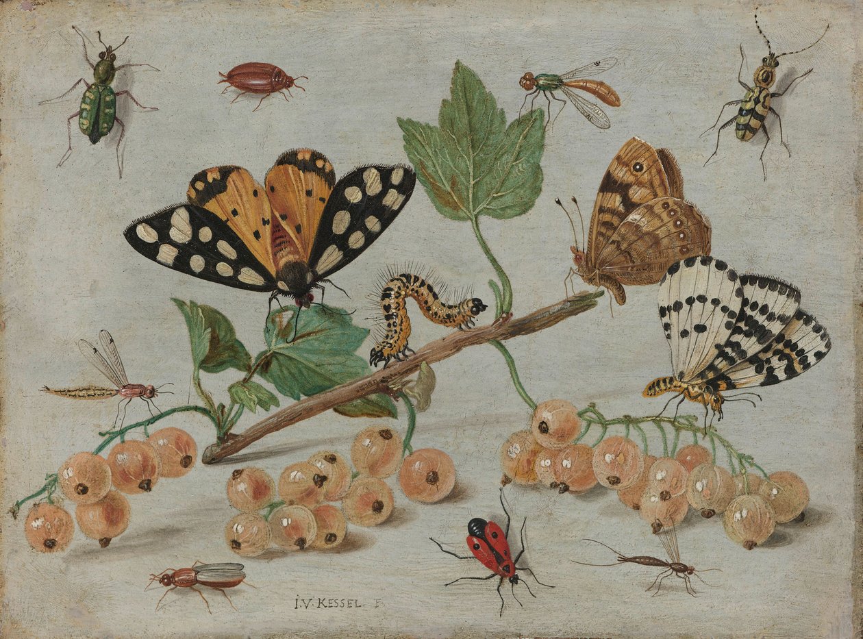 insectes et fruits, vers 1660-5 (huile sur cuivre) - Jan van Kessel the Elder