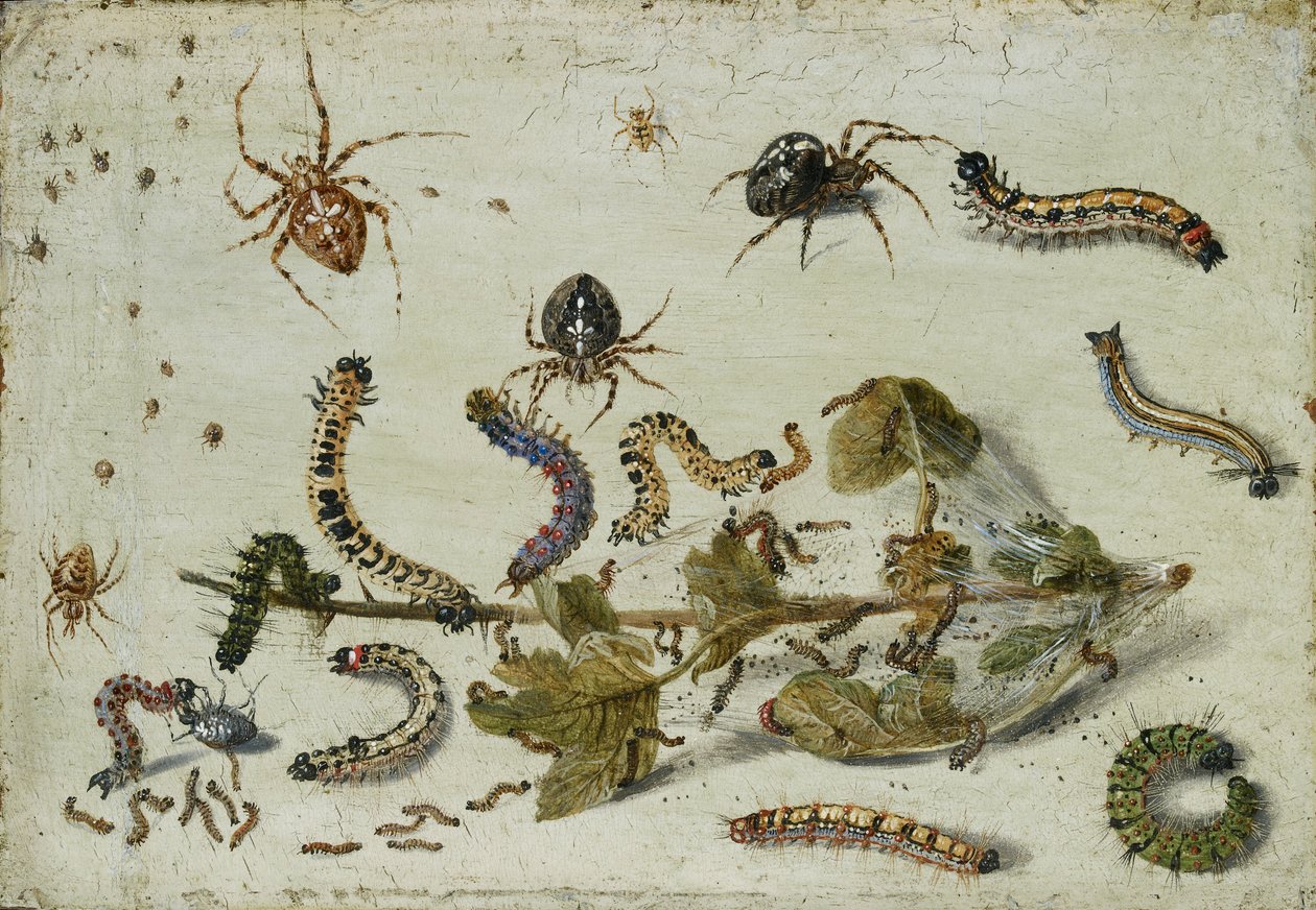 Diverses araignées et chenilles, avec une branche de groseille, début des années 1650 - Jan van Kessel
