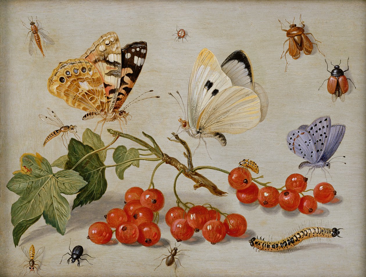Nature morte avec branche de groseilles rouges, papillons, coléoptères, chenille et insectes - Jan van Kessel the Elder
