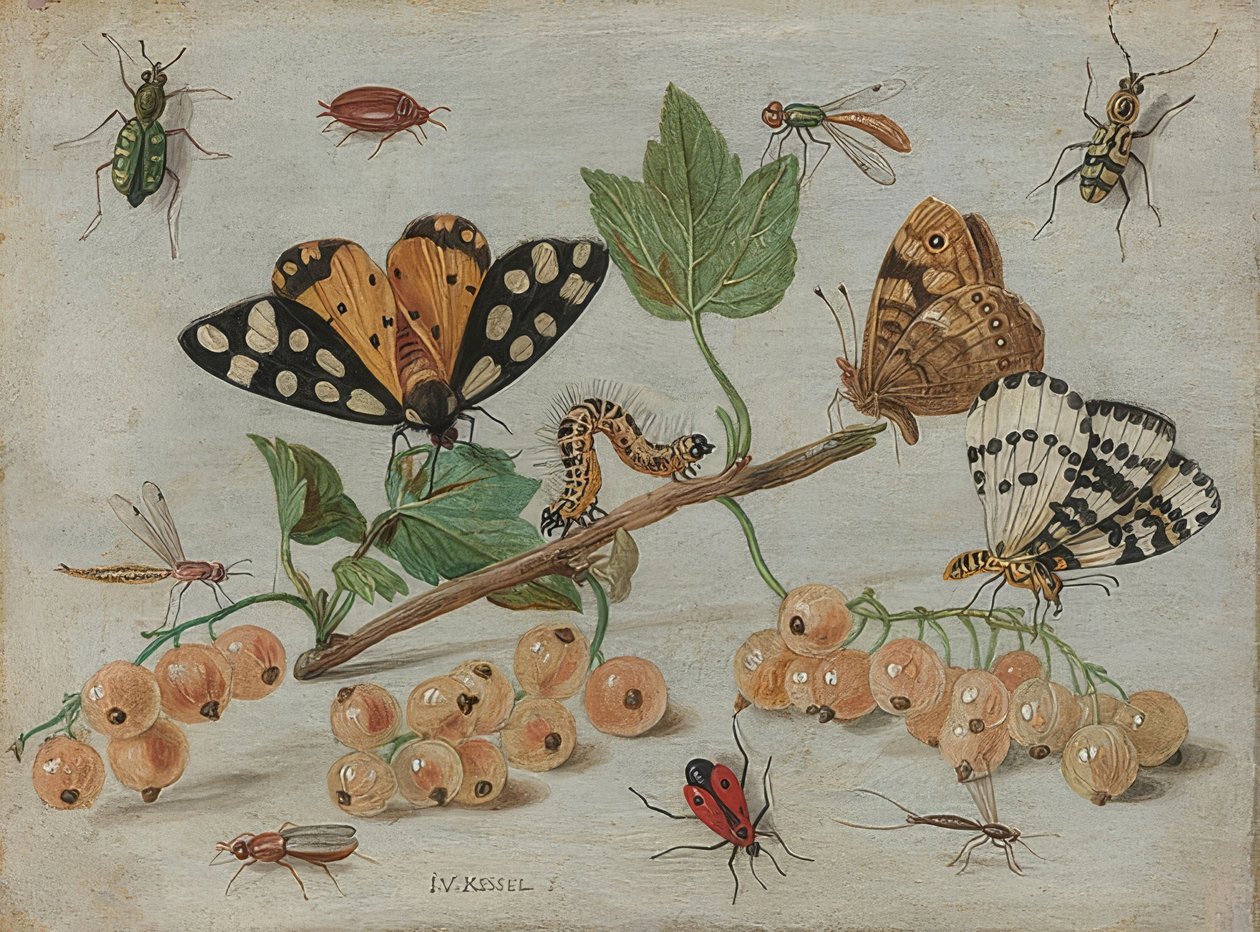 Insectes et fruits - Jan van Kessel the Elder