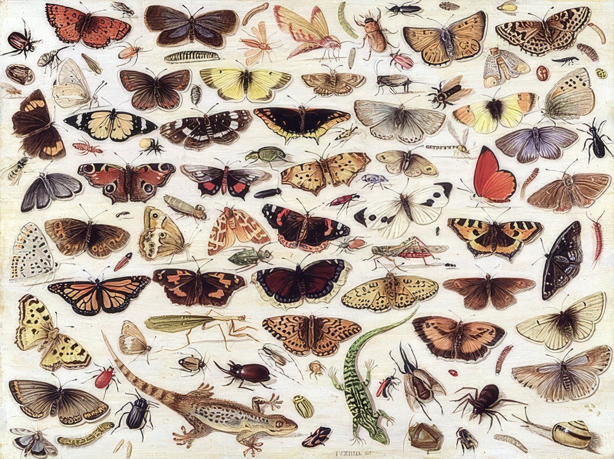 Étude de papillons et autres insectes. 1657 - Jan van Kessel the Elder