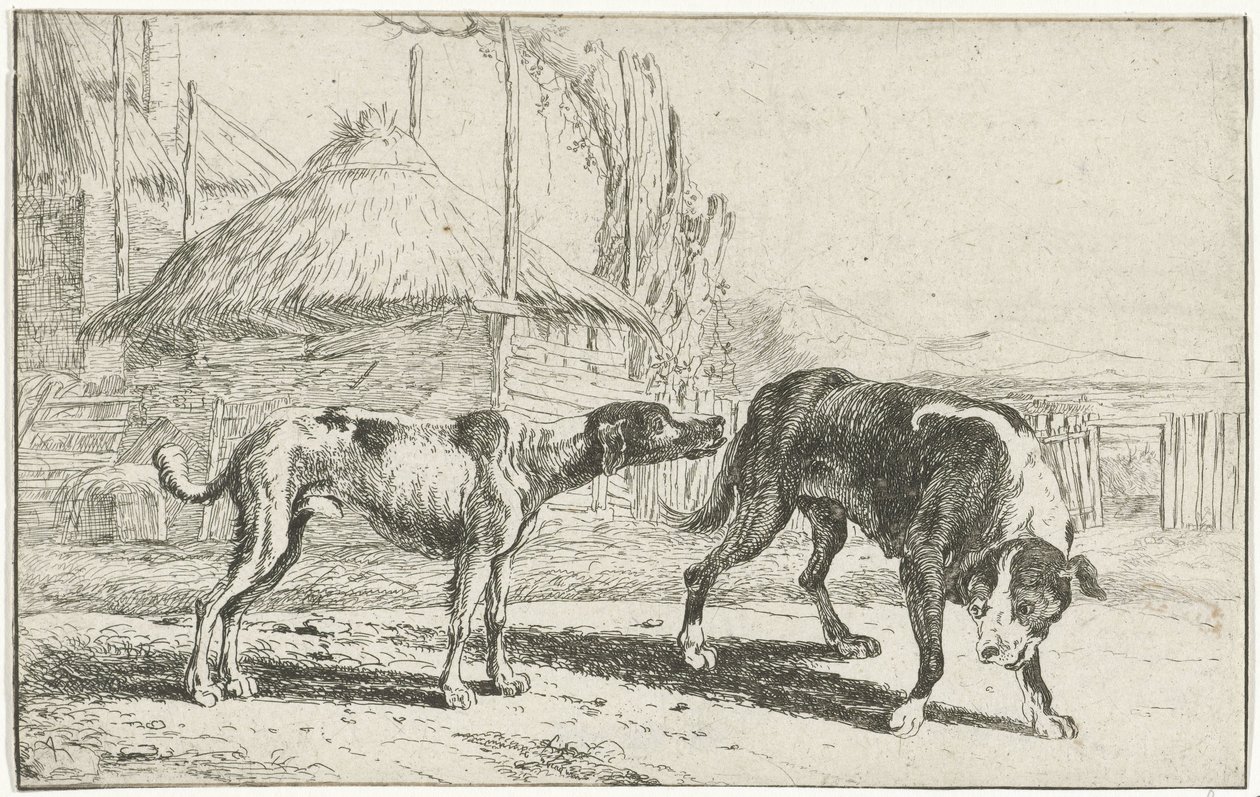 Chien mâle et femelle - Jan van den Hecke