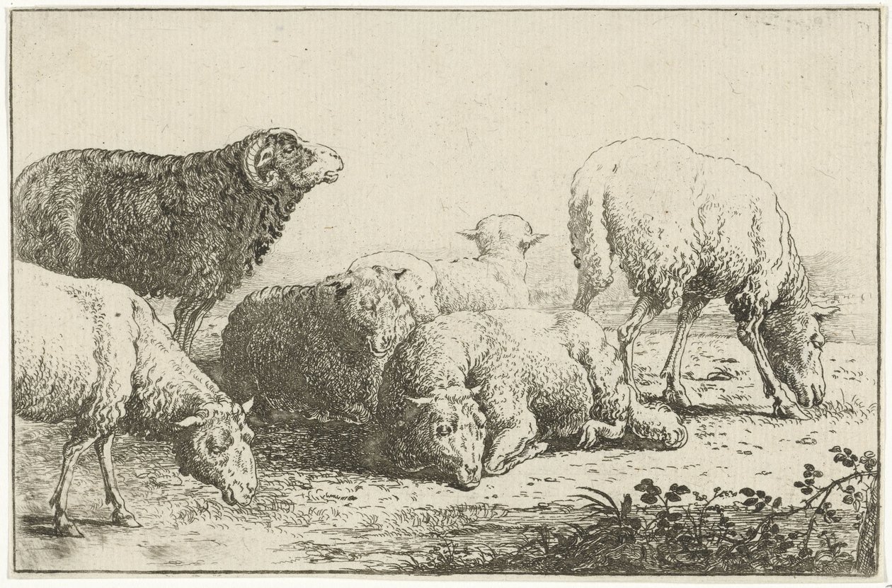 Moutons (Dieren, Zoographiam) - Jan van den Hecke
