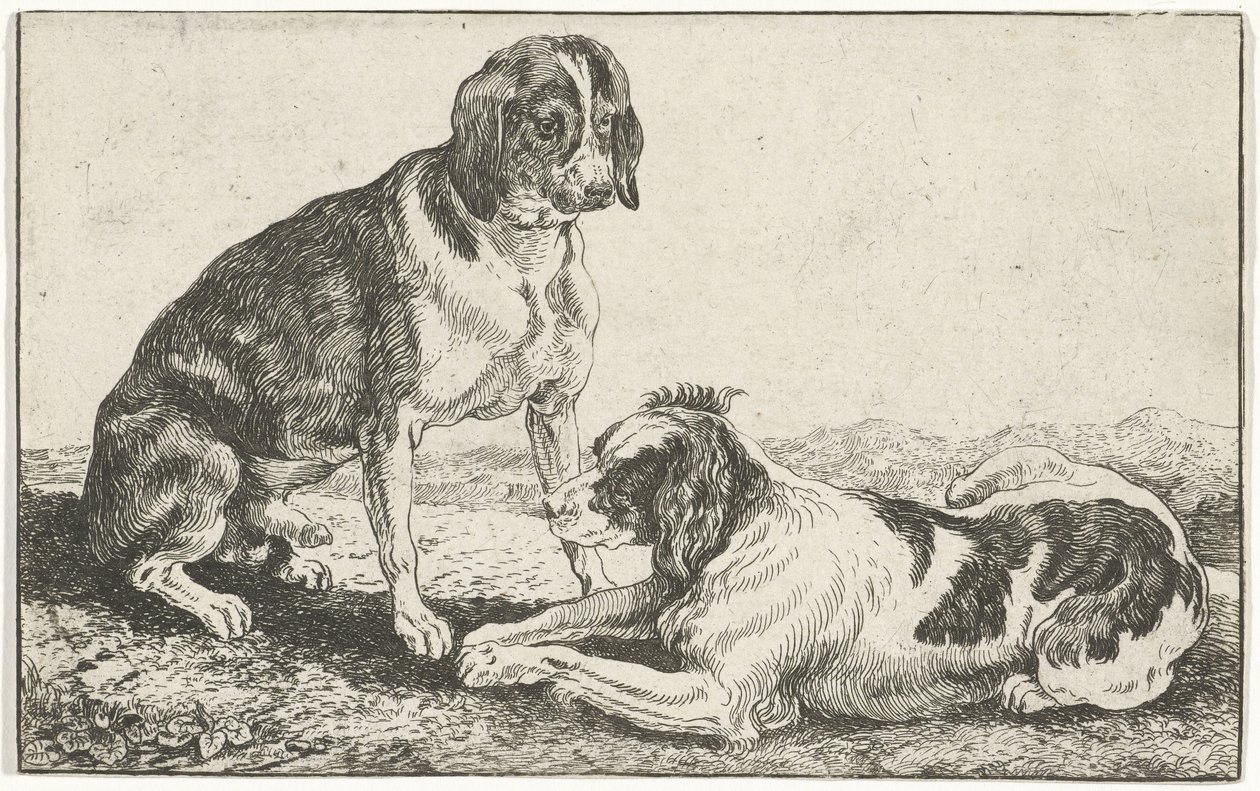 Deux chiens au repos - Jan van den Hecke