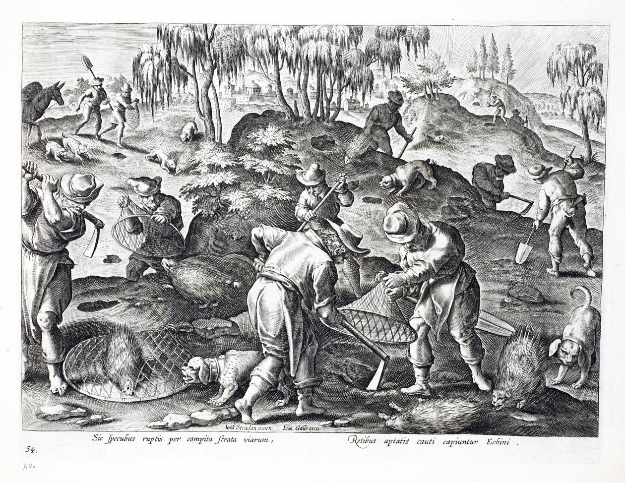Extraction et capture de porcs-épics, planche 54, illustration de 