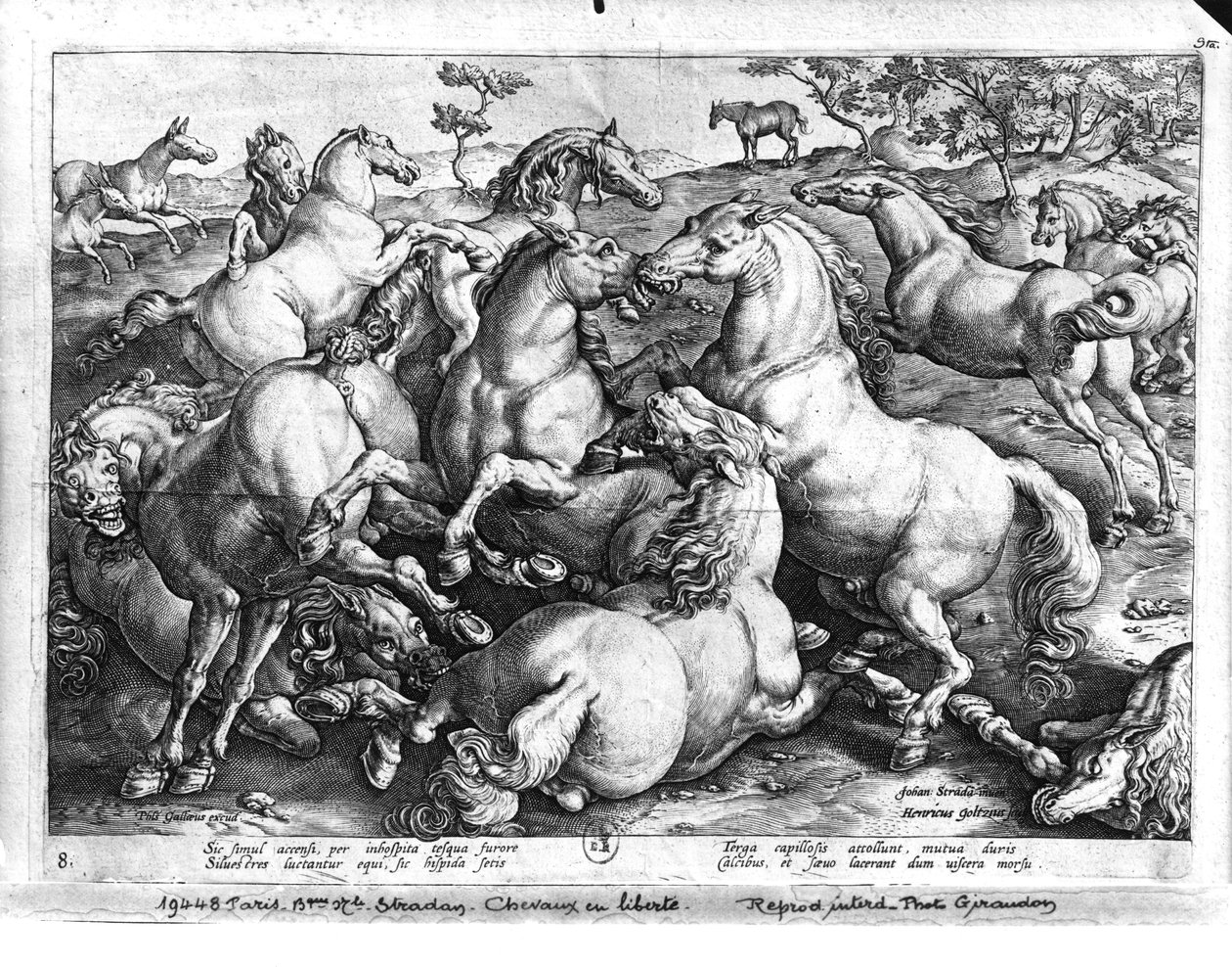 Chevaux dans la nature - Jan van der Straet