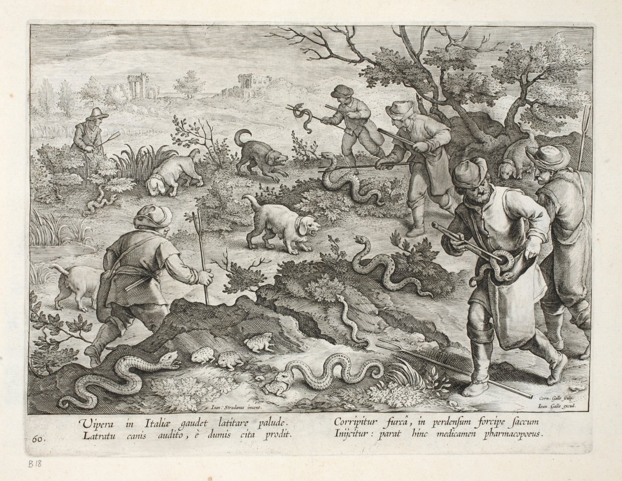 Vipères italiennes mangeant des crapauds, planche 60, illustration de 