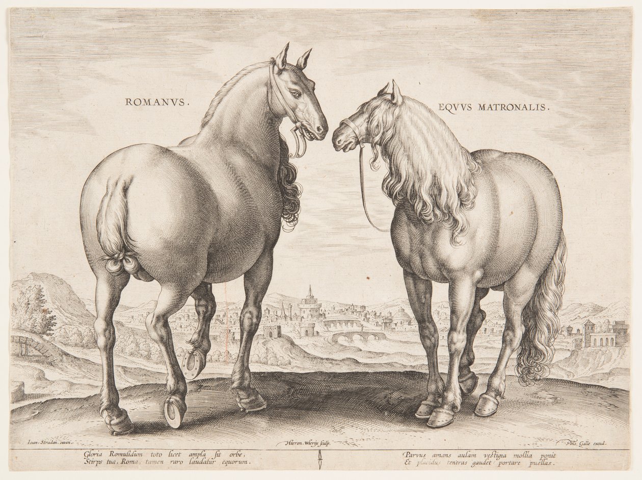 Un cheval romain, du premier ensemble de "Equile Joannis Austriaci" - Jan van der Straet, called Stradanus