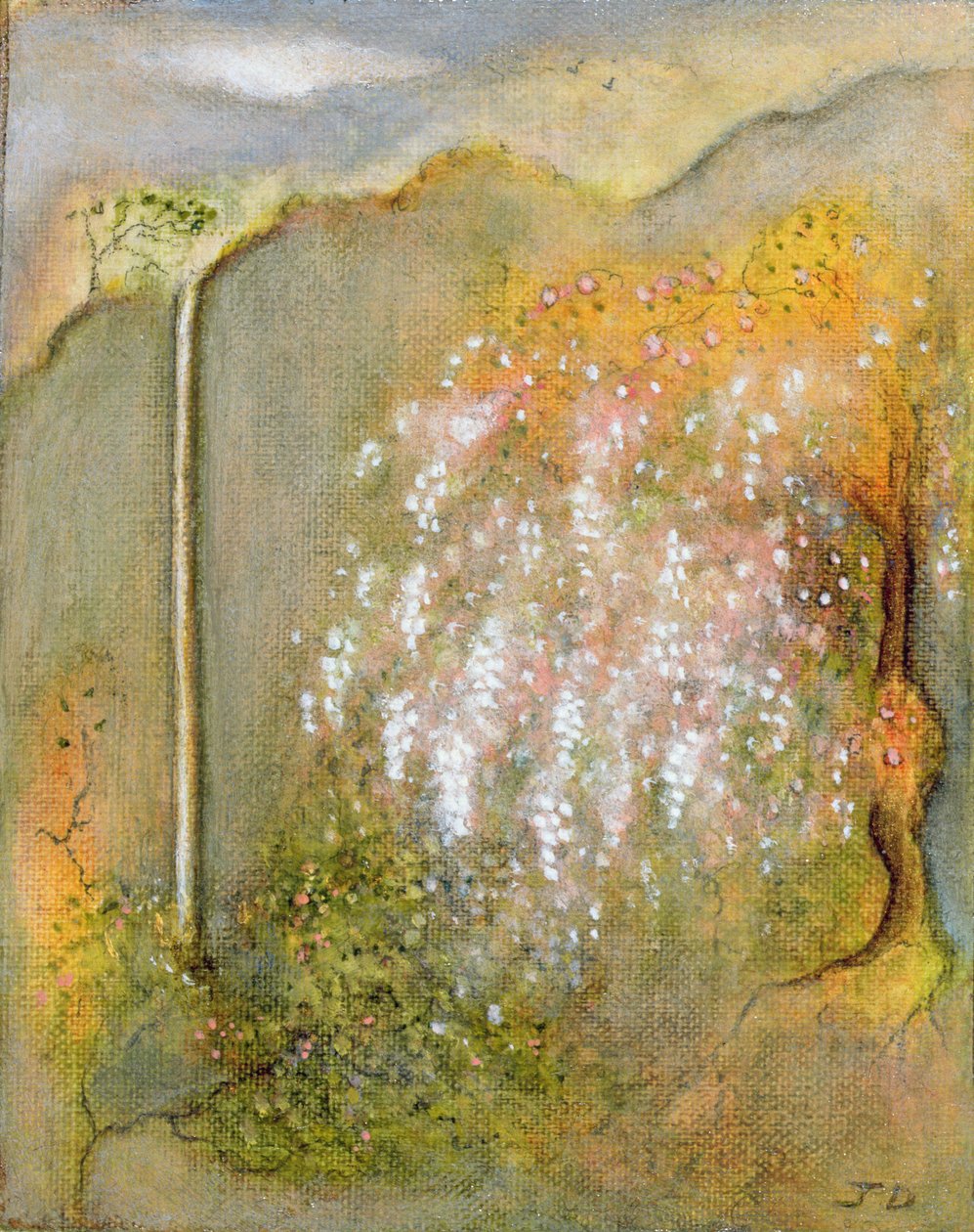 Glycine blanche, 2001 - Jane Deakin