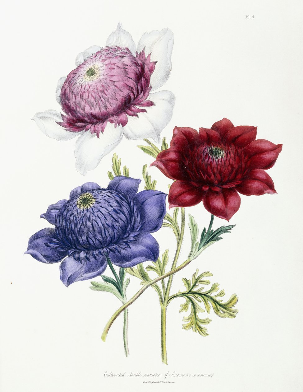 Variétés doubles cultivées d