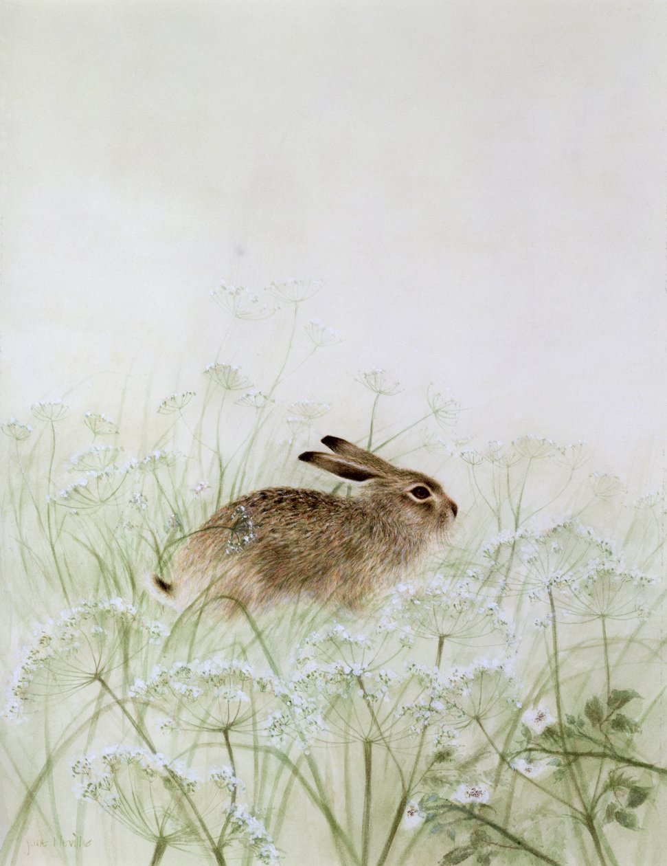 Lapin - Jane Neville