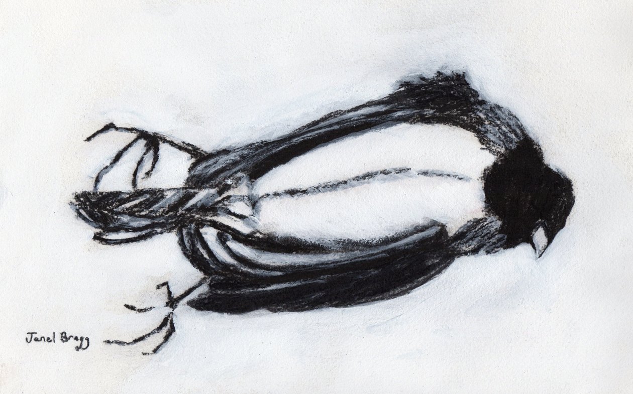 Oiseau mort près de mon escalier, c.2018 - Janel Bragg